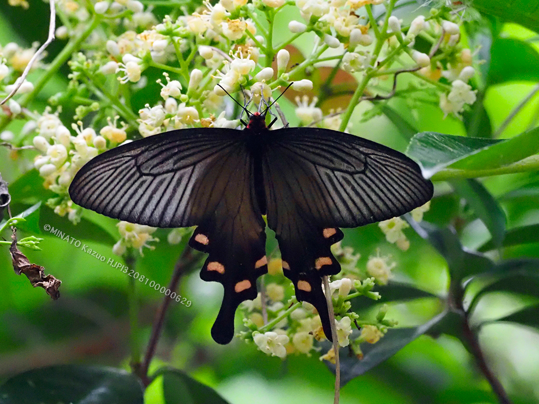 ジャコウアゲハ