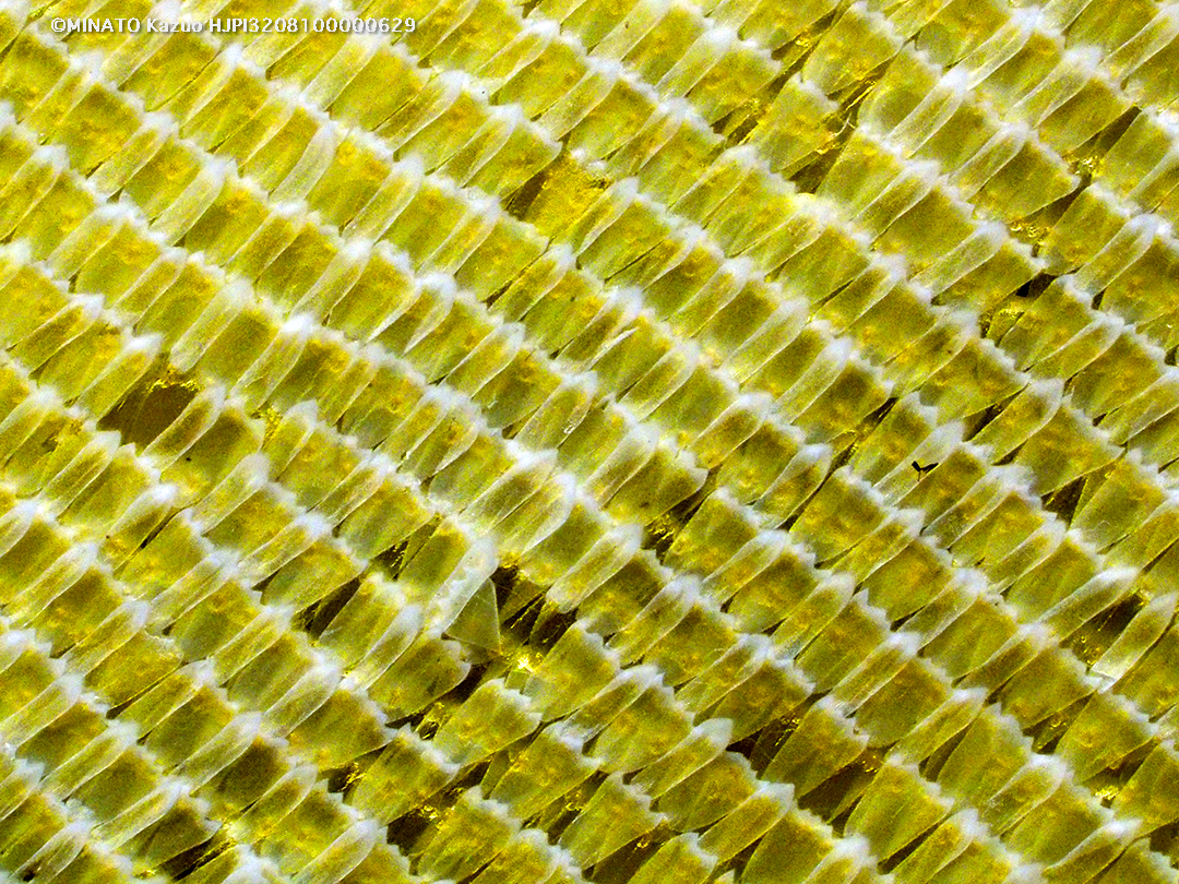 オオゴマダラ鱗粉