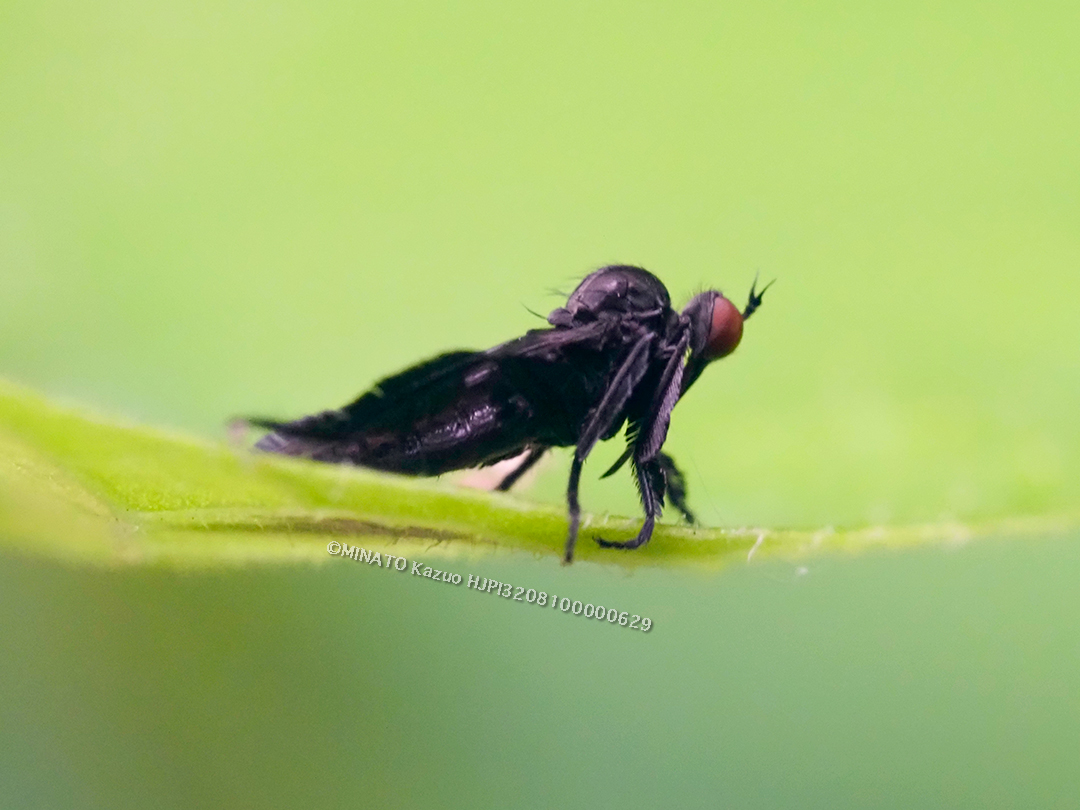 ウルマオドリバエ