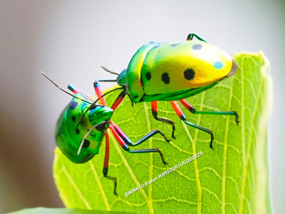 ナナホシキンカメムシ
