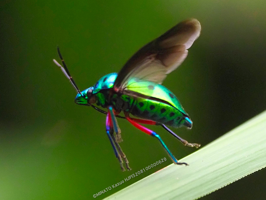 ナナホシキンカメムシ