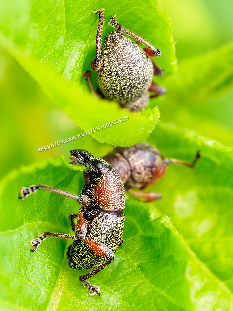ヨナグニアカアシカタゾウムシ