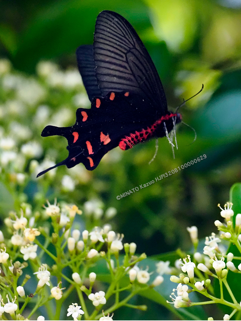 ジャコウアゲハ