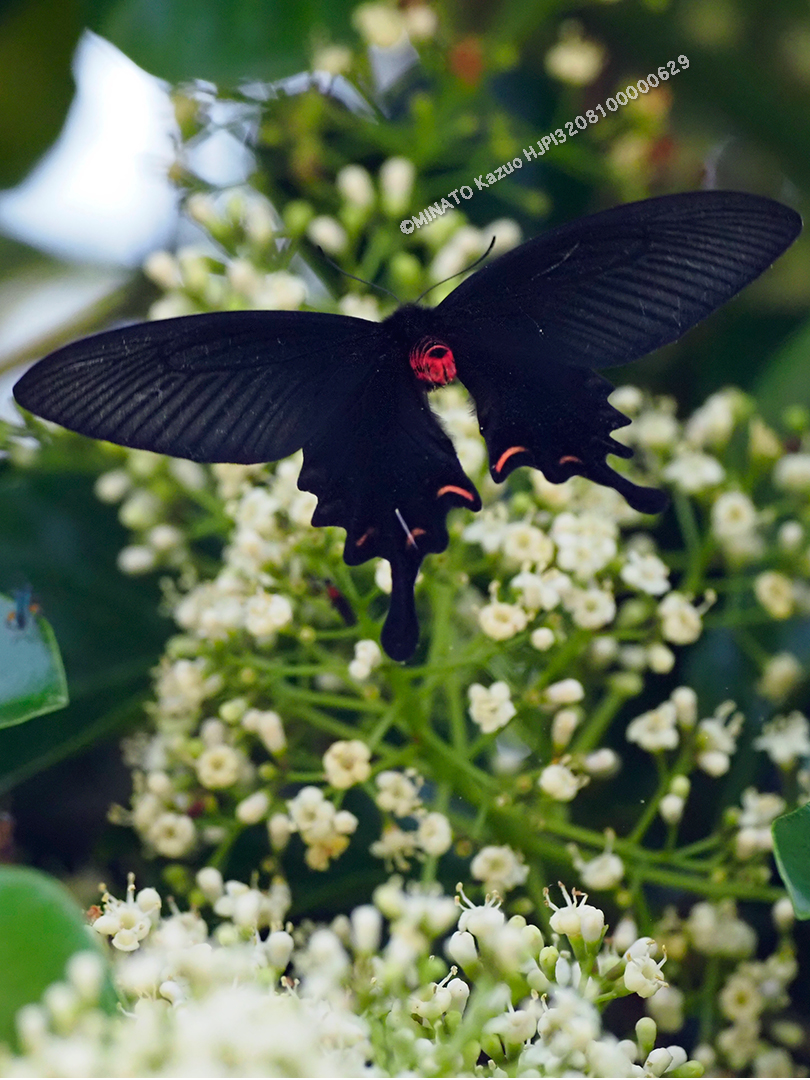 ジャコウアゲハ