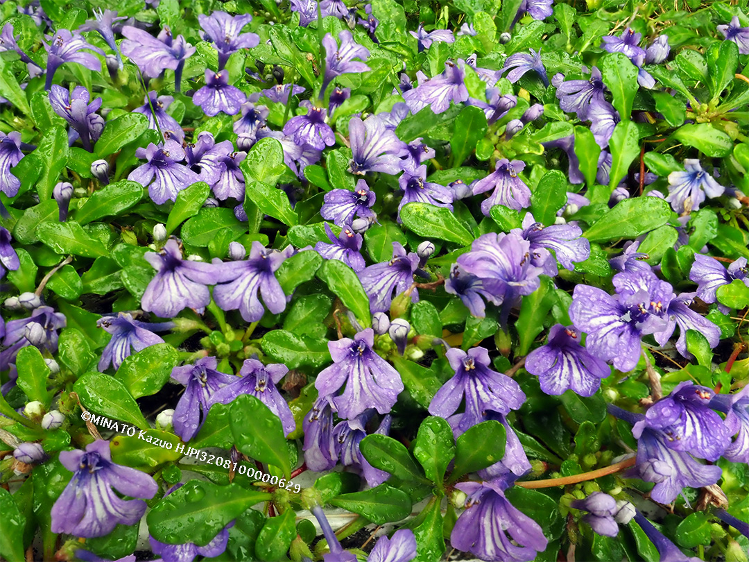 ヒメキランソウ