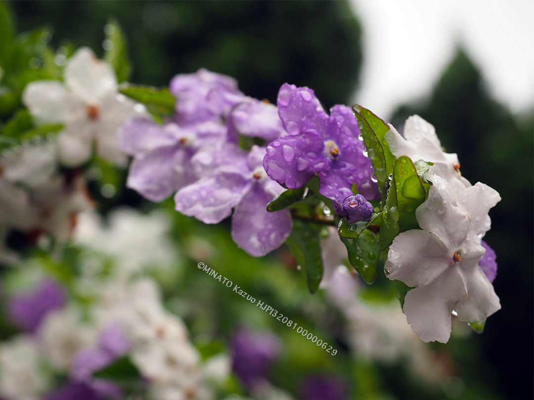 ニオイバンマツリ