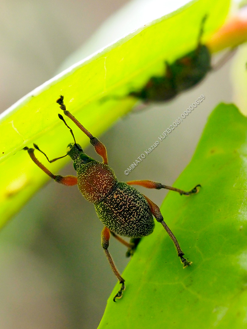 ヨナグニアカアシカタゾウムシ