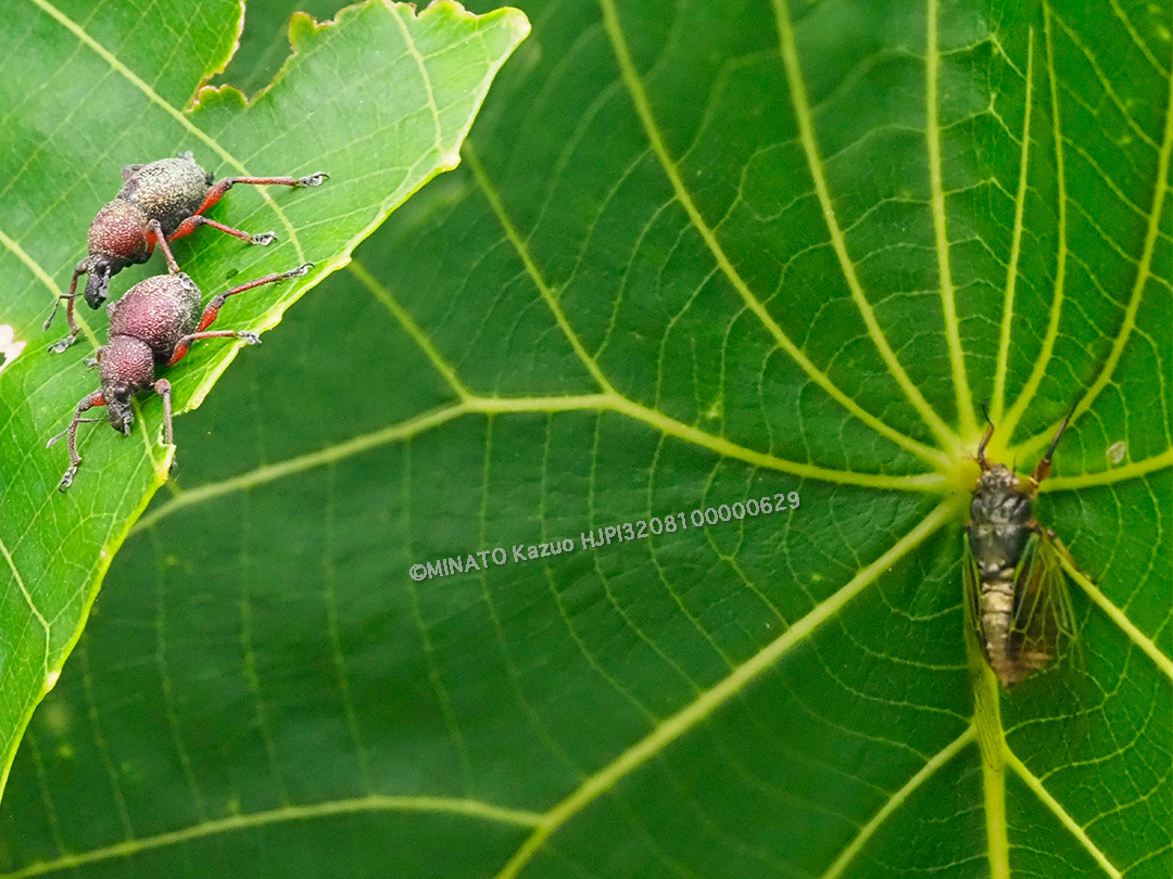 ヨナグニアカアシカタゾウムシ