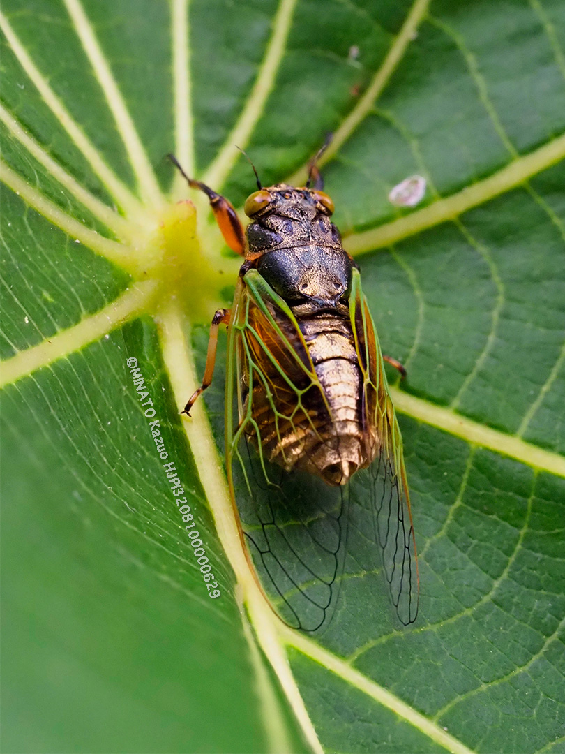 イワサキクサゼミ
