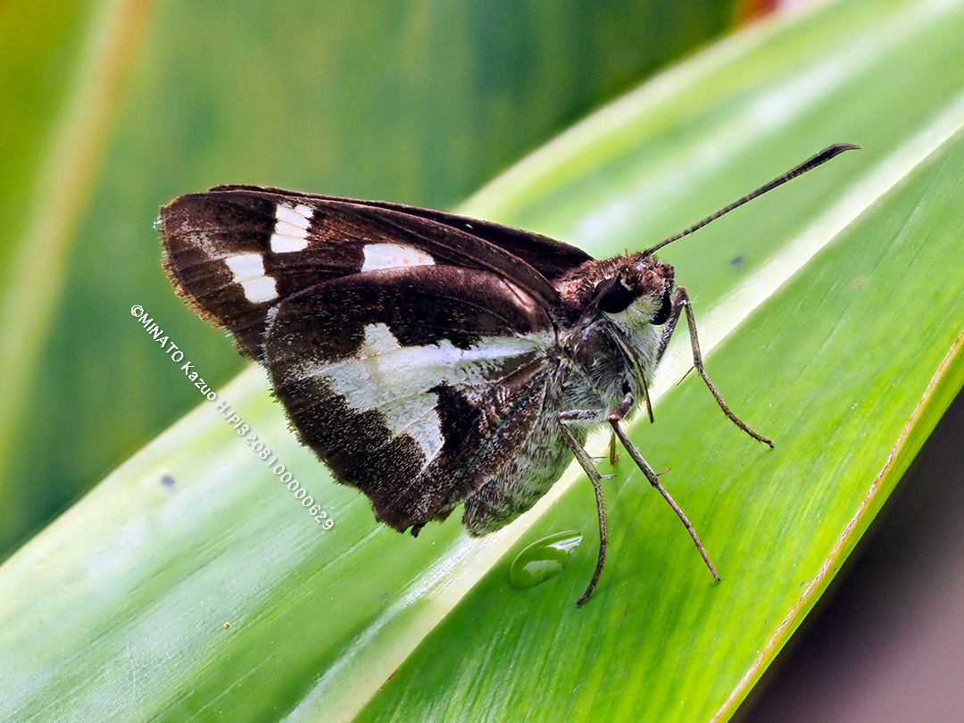 オオシロモンセセリ