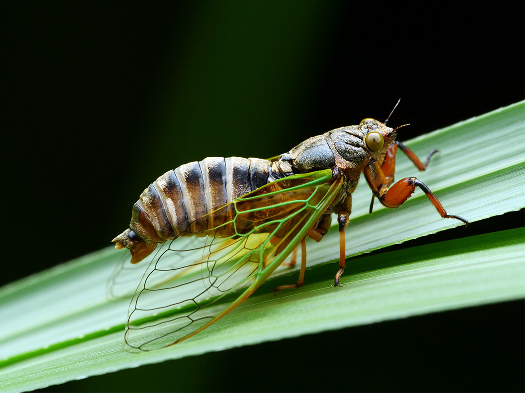 イワサキクサゼミ