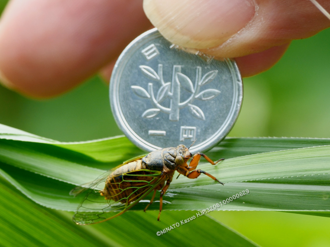 イワサキクサゼミ