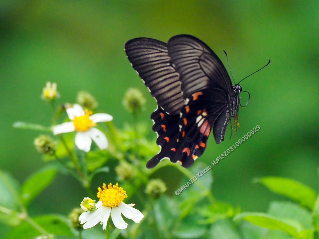 シロオビアゲハII型