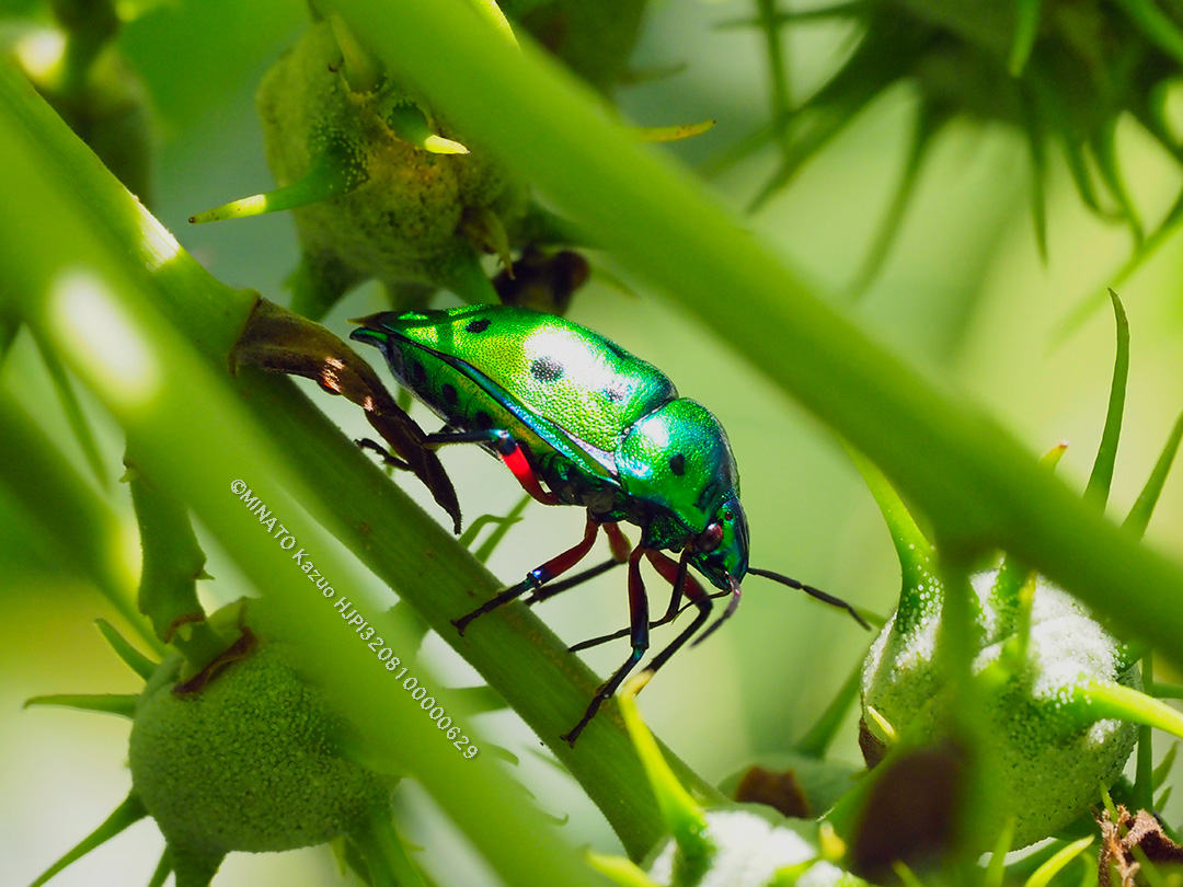 ナナホシキンカメムシ
