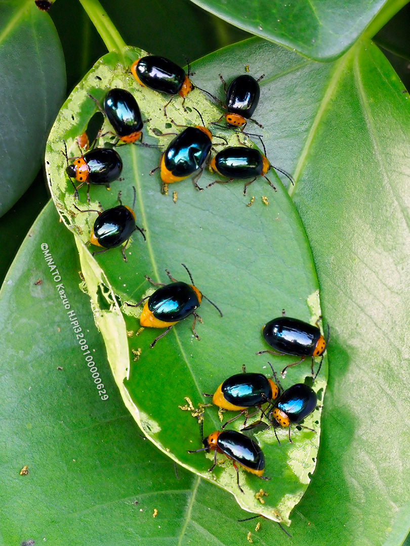 オキナワイチモンジハムシ