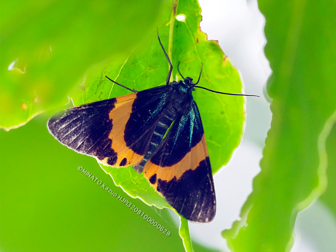 キオビエダシャク