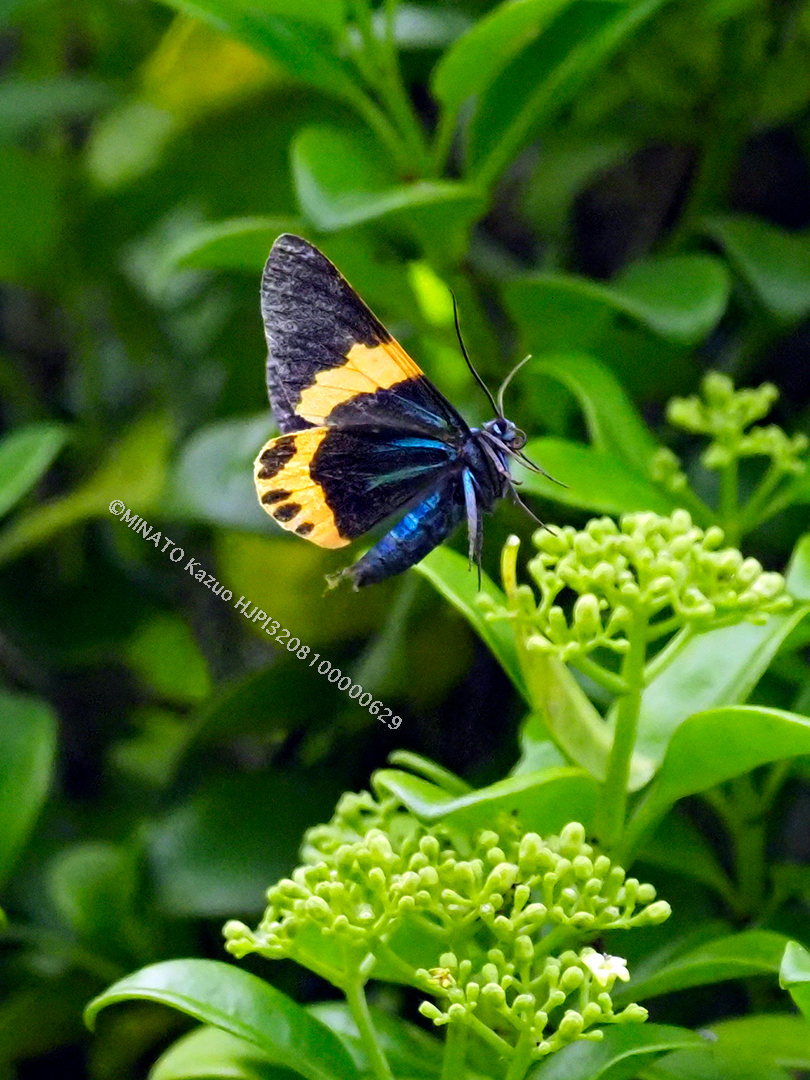 キオビエダシャク