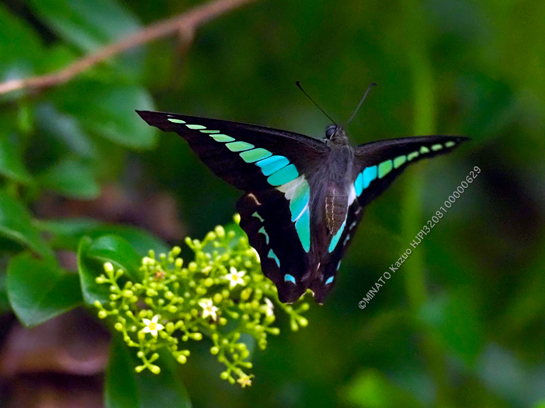 アオスジアゲハ