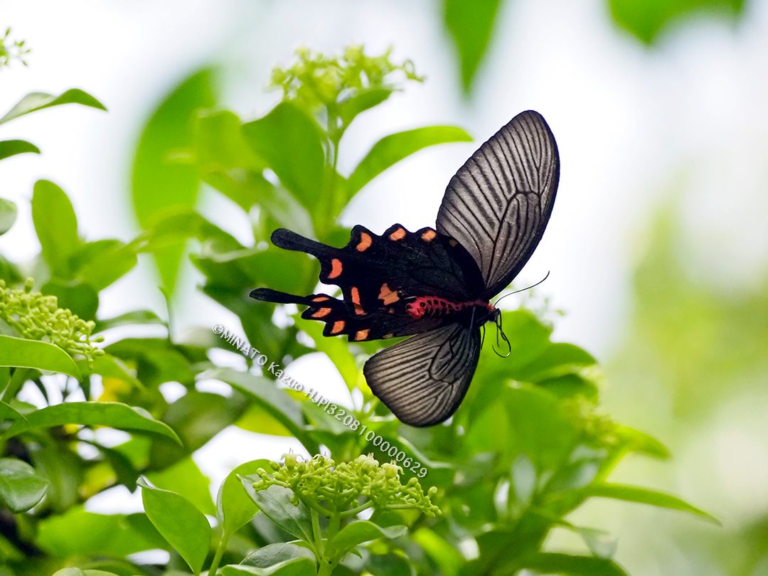 ジャコウアゲハ