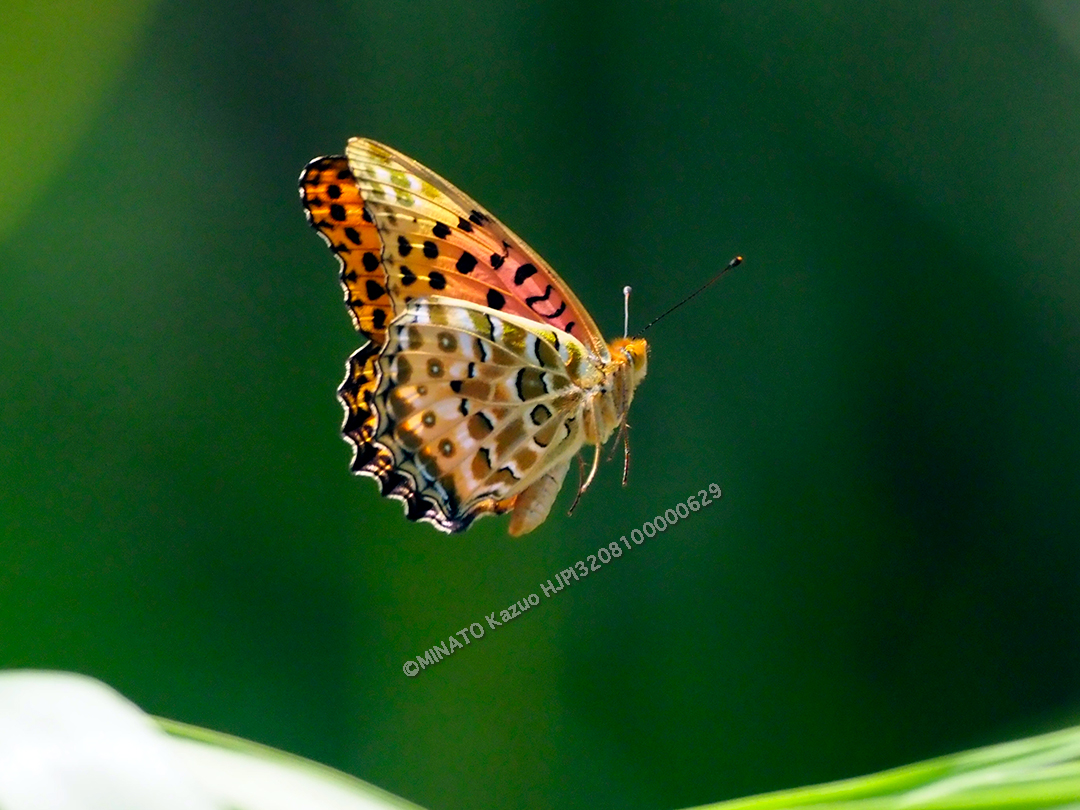 ツマグロヒョウモン雄