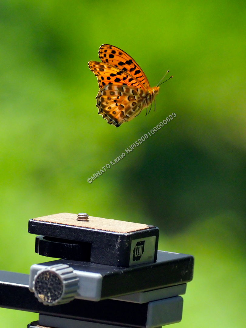 ツマグロヒョウモン雄