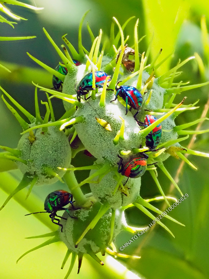 ナナホシキンカメムシ幼虫