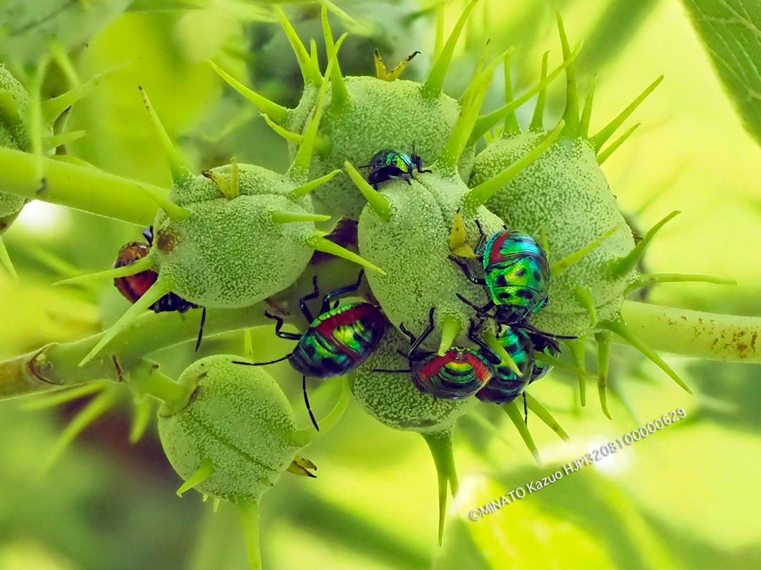 ナナホシキンカメムシ幼虫