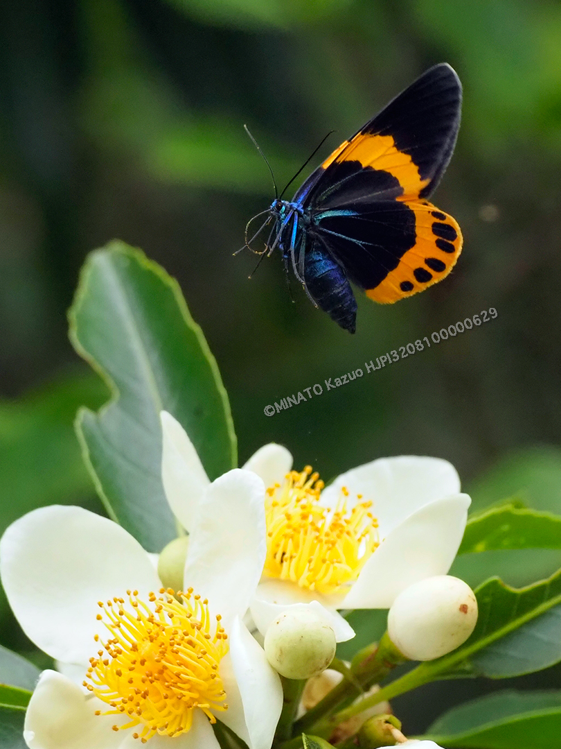 キオビエダシャク