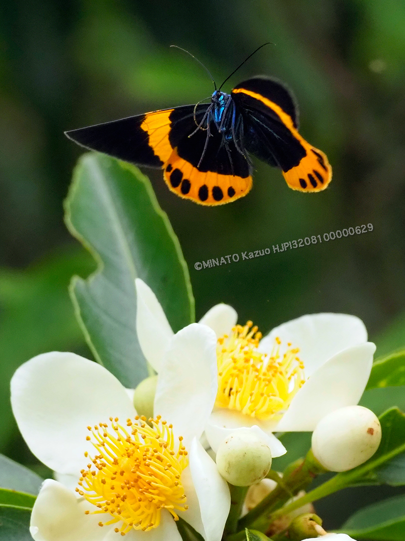 キオビエダシャク