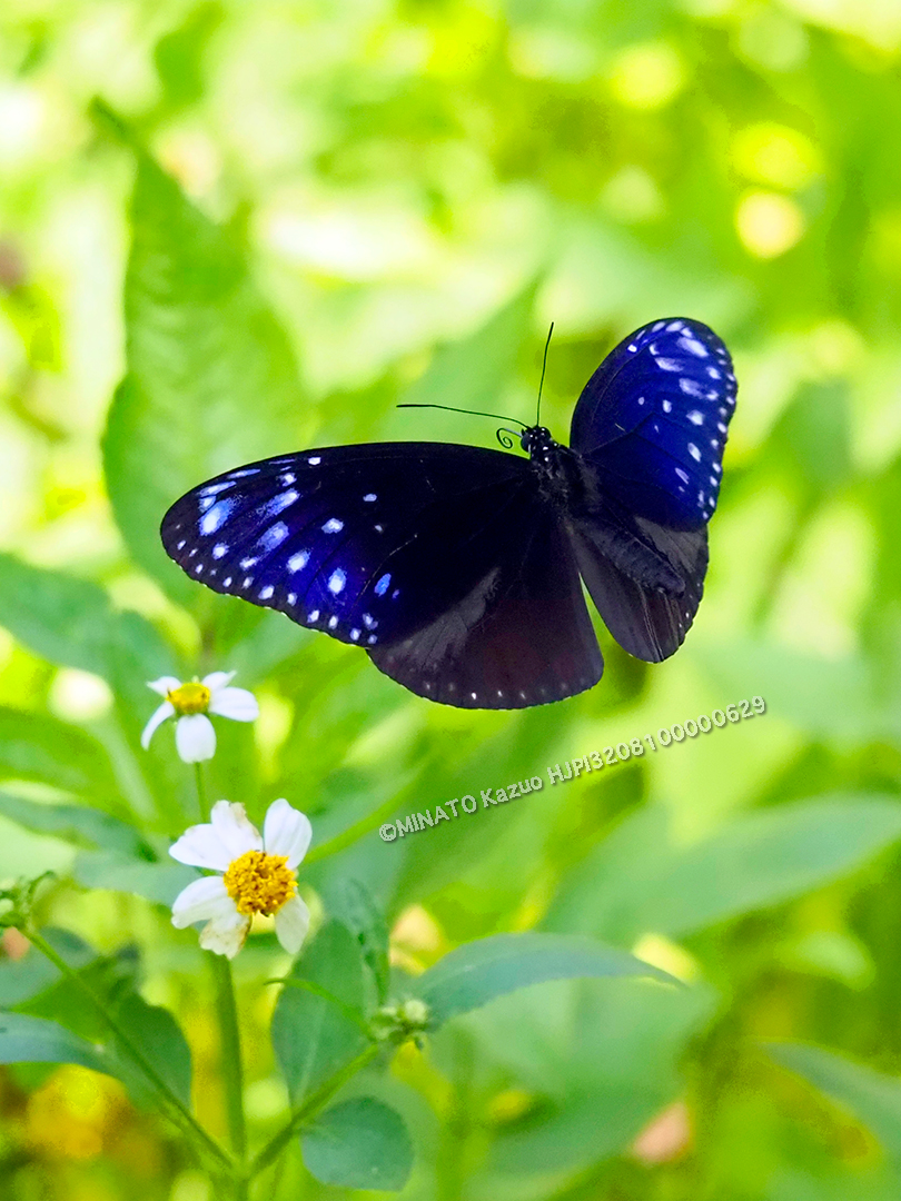 ツマムラサキマダラ雄