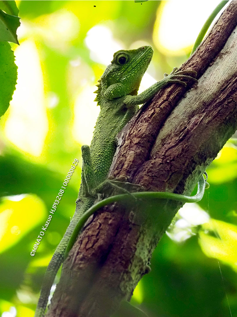 オキナワキノボリトカゲ雄