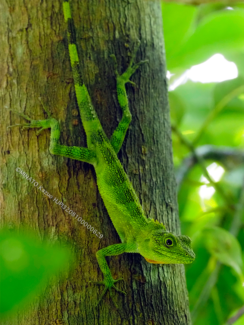 オキナワキノボリトカゲ雄