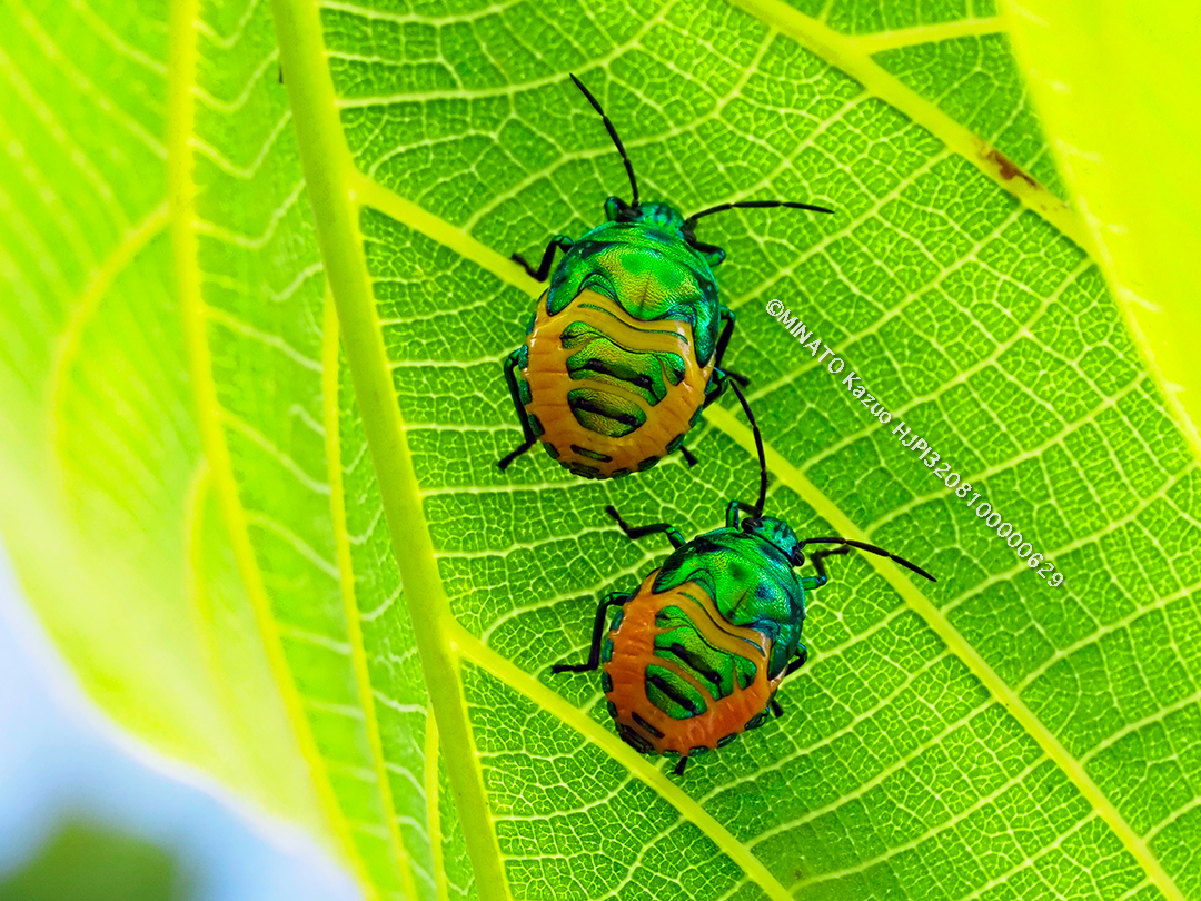 ナナホシキンカメムシ幼虫