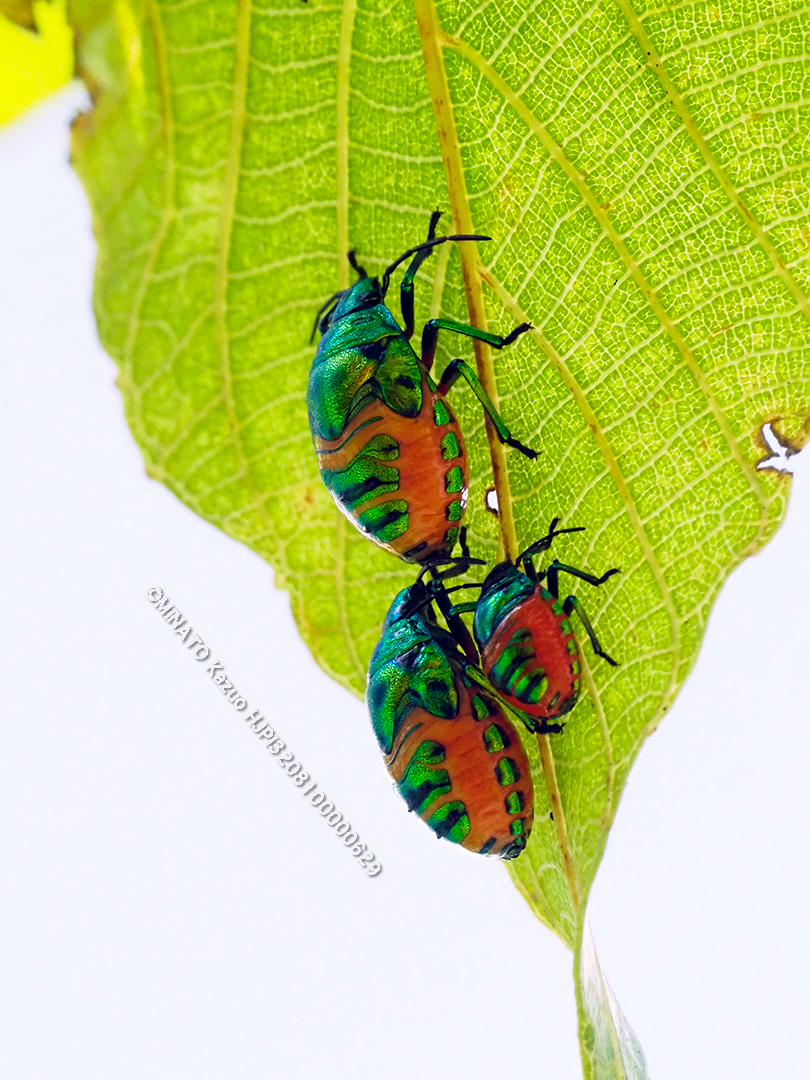 ナナホシキンカメムシ幼虫