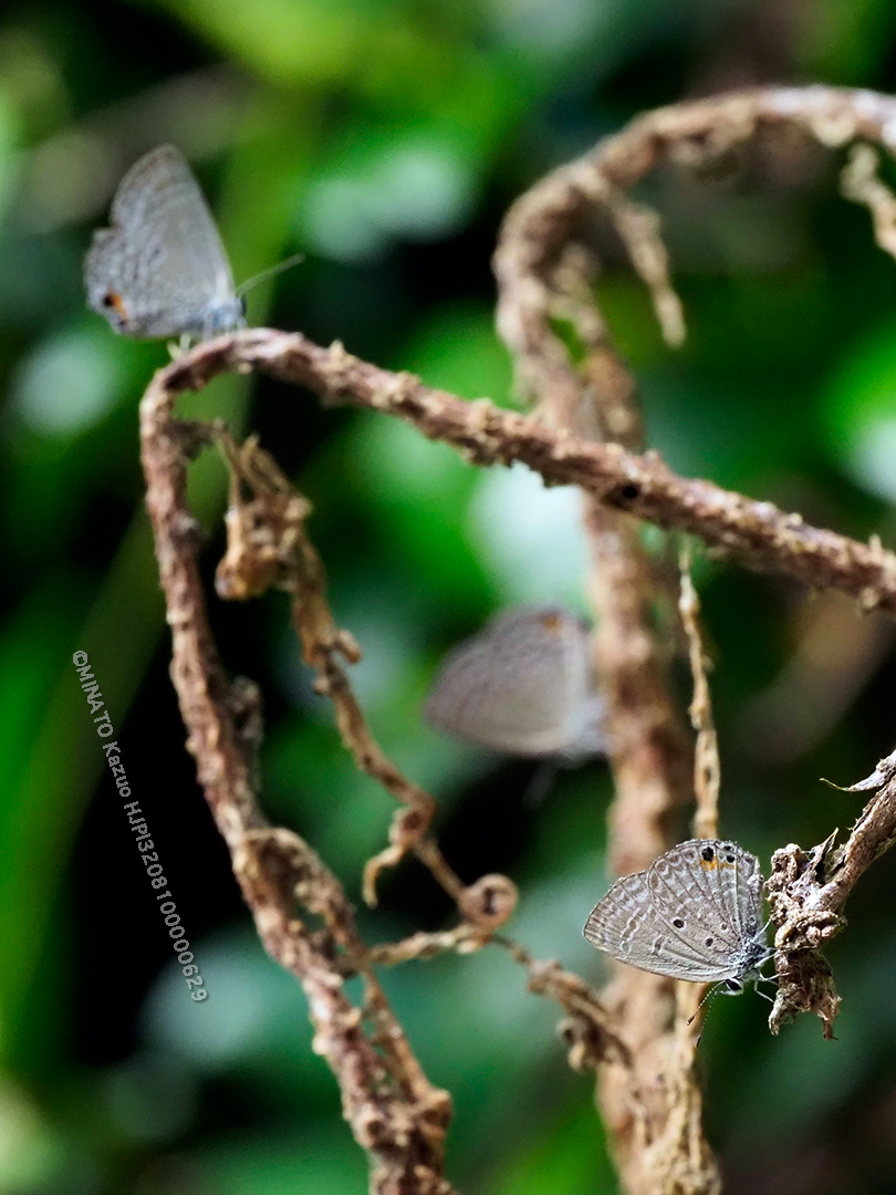 クロマダラソテツシジミ