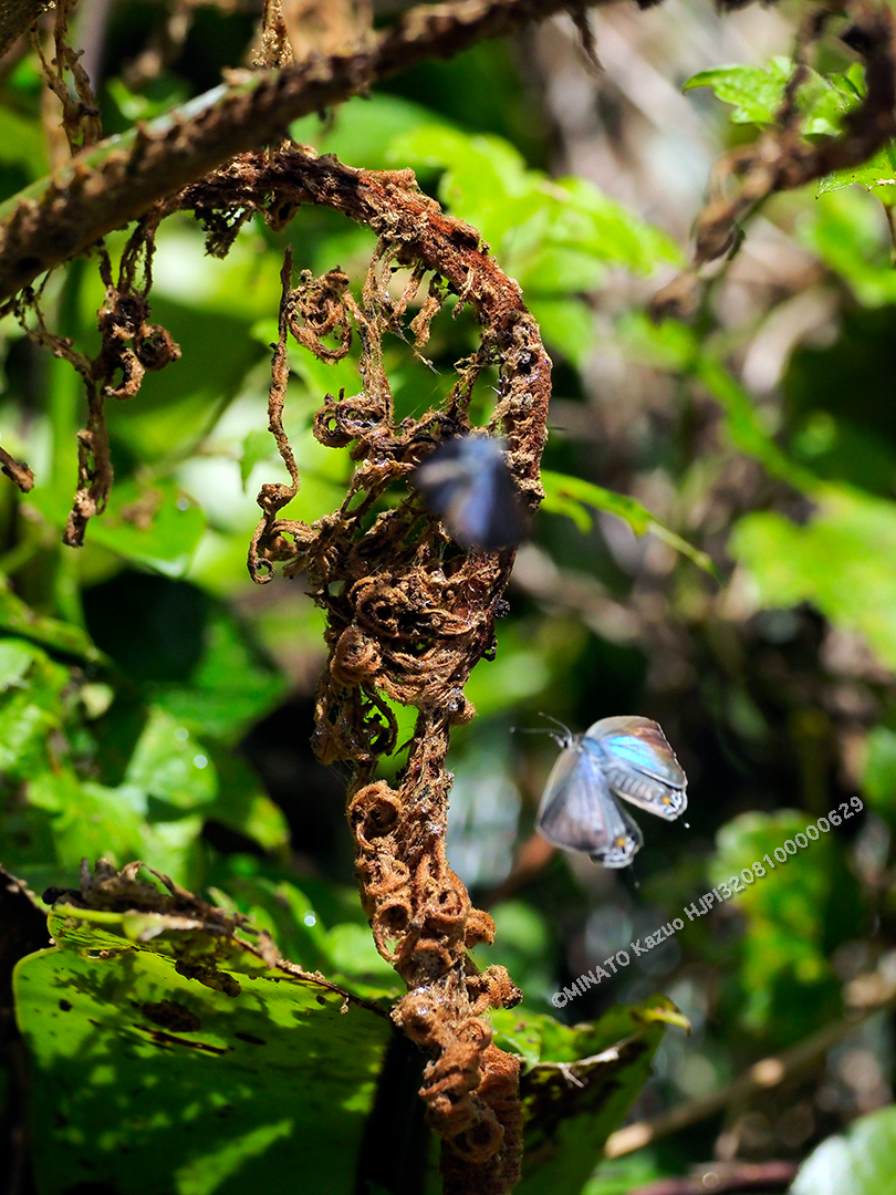 クロマダラソテツシジミ