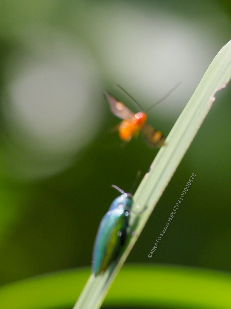 アオムネスジタマムシ