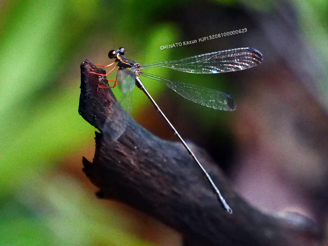 オキナワトゲオトンボ