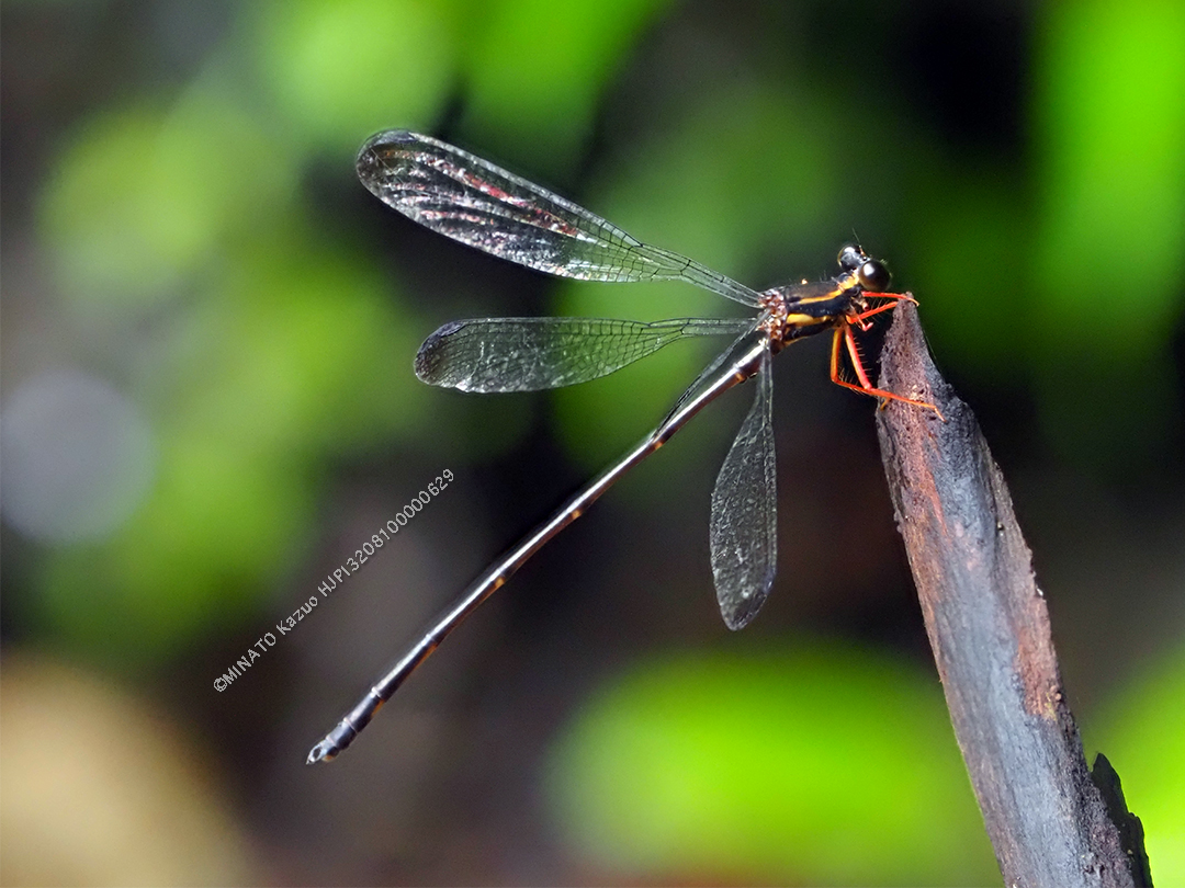オキナワトゲオトンボ