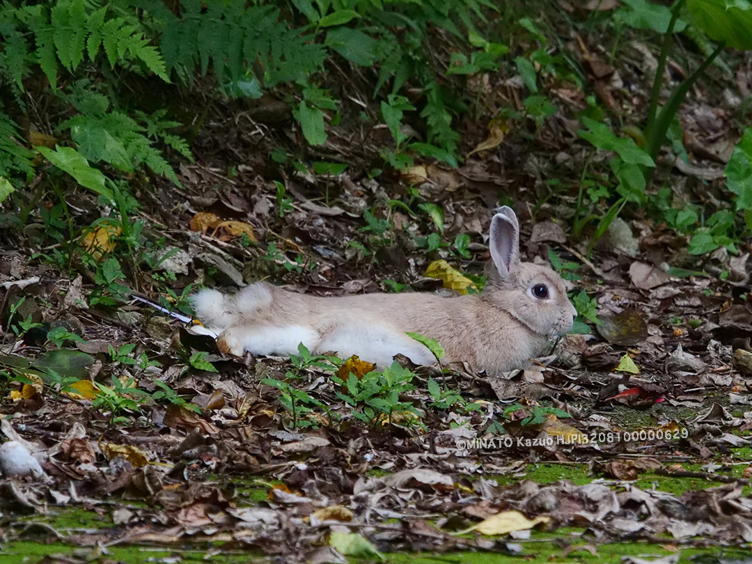 ウサギ