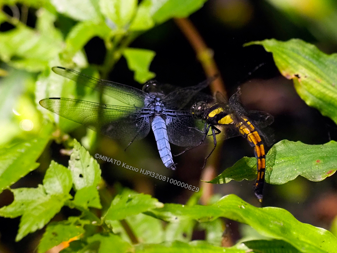 オオシオカラトンボ