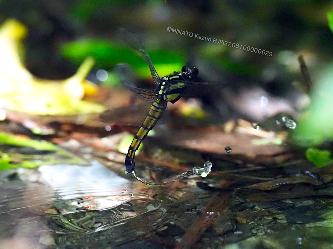 オオシオカラトンボ