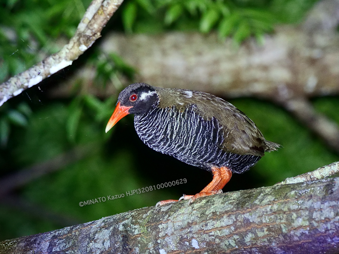 ヤンバルクイナ