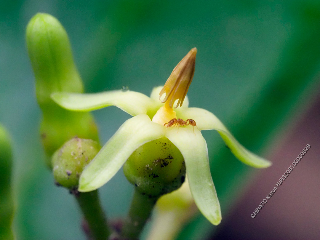 ホウライカガミ