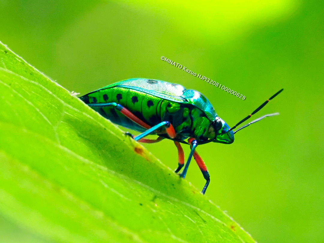 ナナホシキンカメムシ