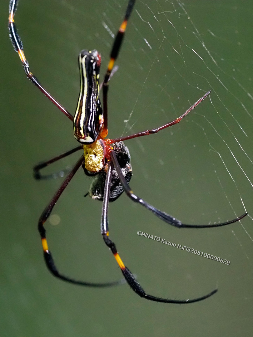 オオジョロウグモ