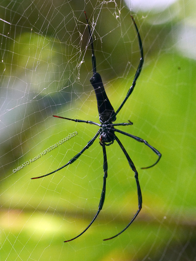 オオジョロウグモ