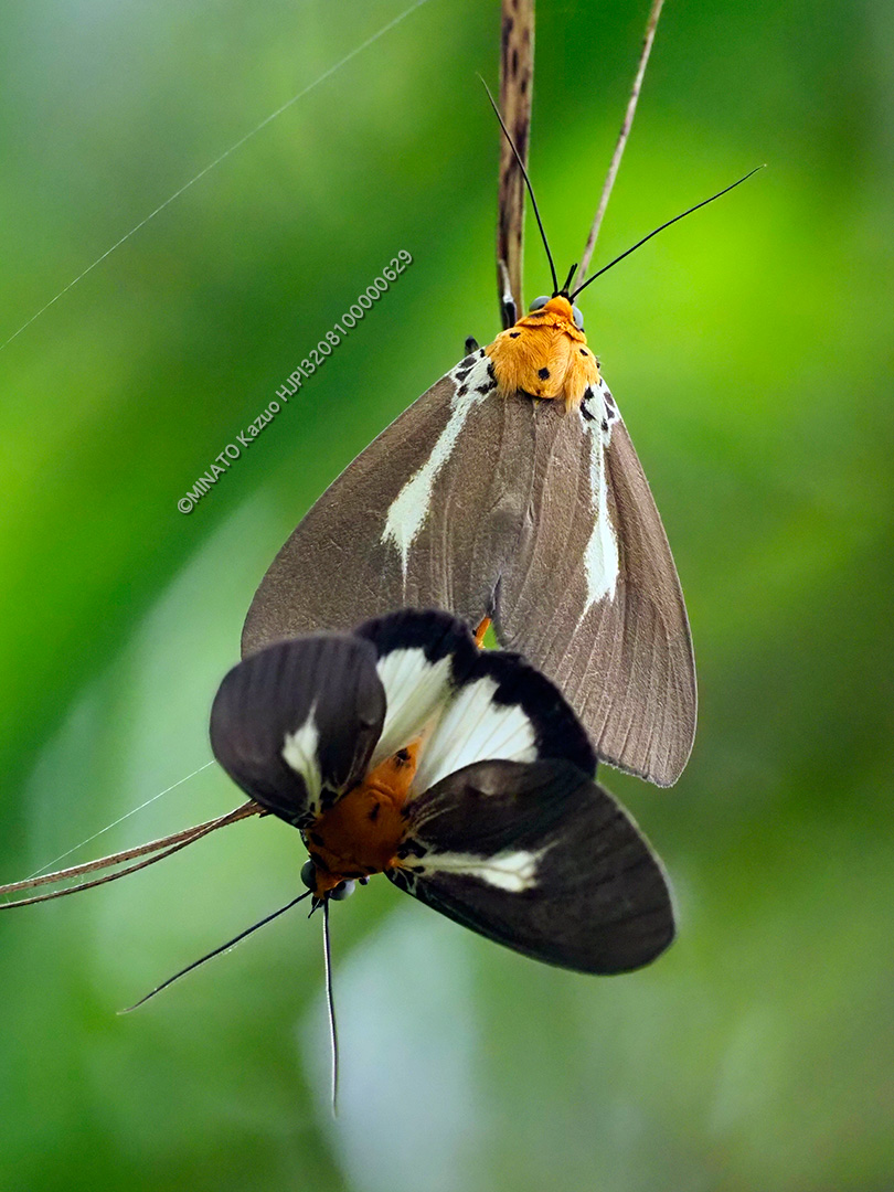 シロスジヒトリモドキ
