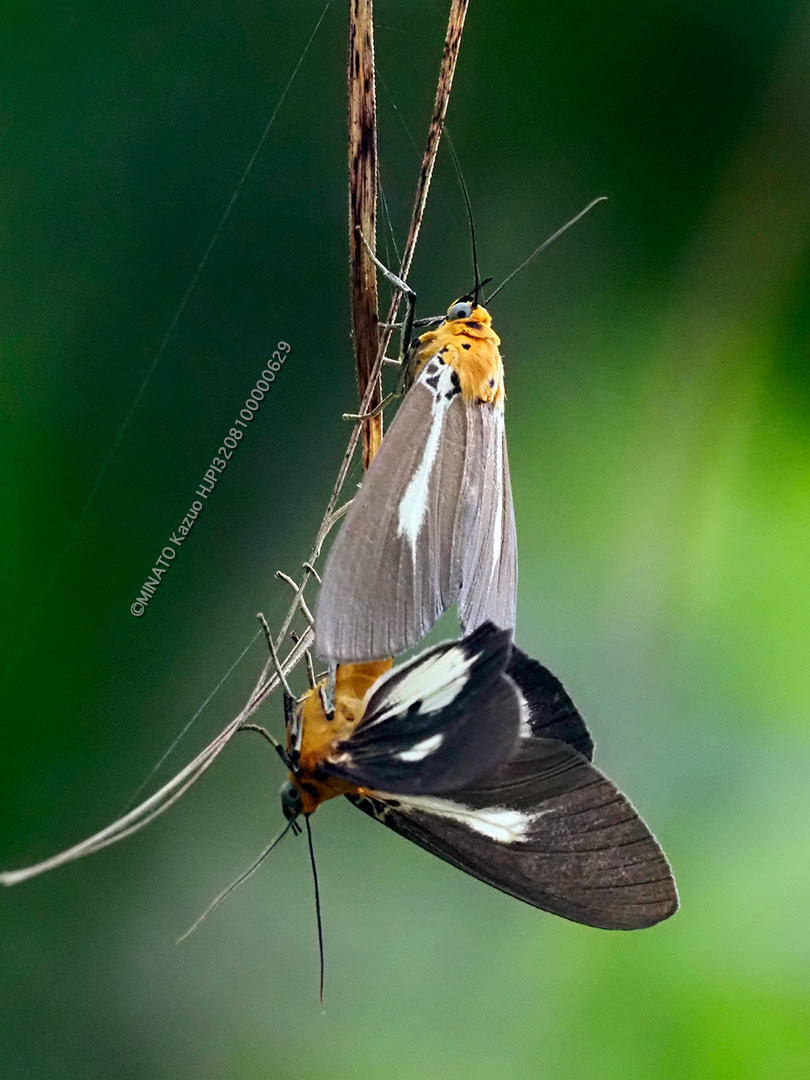 シロスジヒトリモドキ