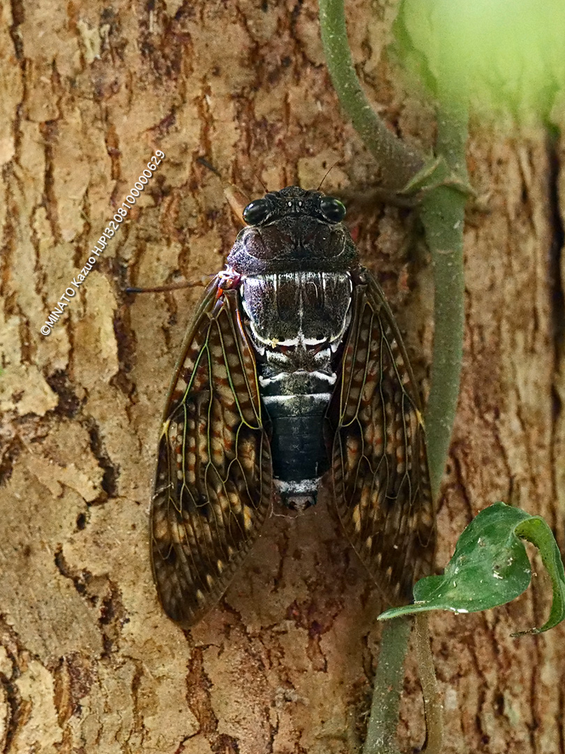 リュウキュウアブラゼミ